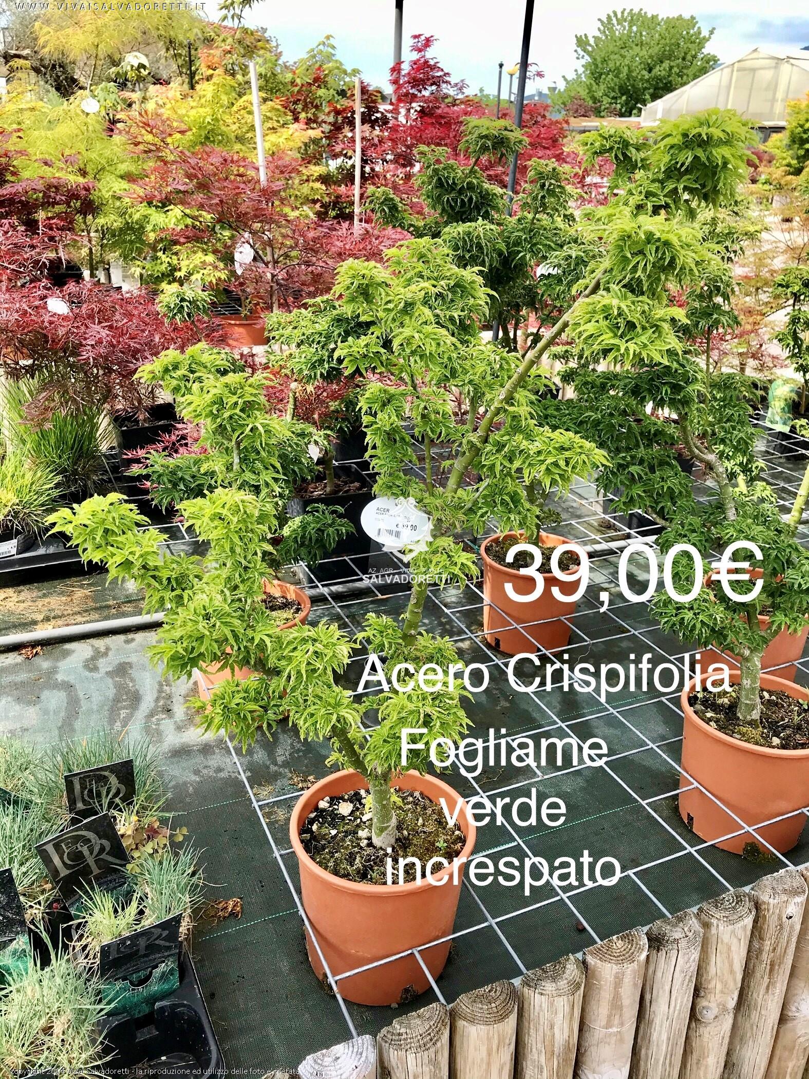 Acer Palmatum Extra pianta adulta, vendita e trasporto